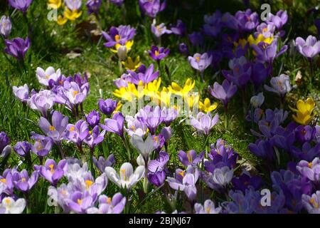 crocuses pourpre et jaune fleurit sur un pré de crocus au printemps Banque D'Images
