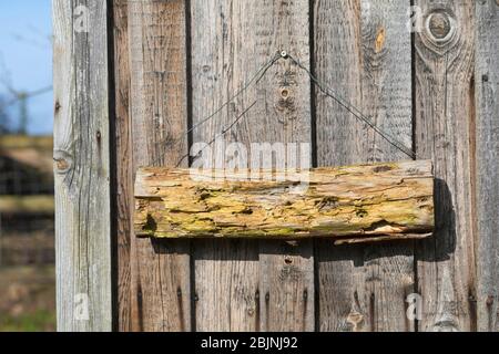 aide à la nidification pour les abeilles sauvages, morceau de bois cassant sur un mur ensoleillé en bois Banque D'Images