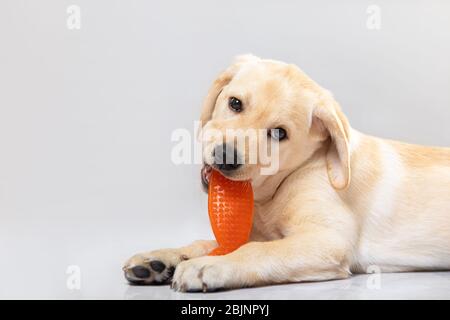 Joli petit chien doré labrador retriever allongé sur le sol merrily bite orange jouet en plastique. Gros plan isolé sur blanc. Animaux de compagnie joueurs, curio Banque D'Images