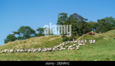 Shepherd sur un quad rassemblement dans troupeau de moutons, Ravenstonedale, Cumbria, Royaume-Uni. Banque D'Images
