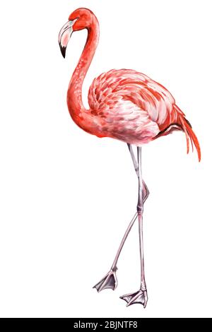 Flamingo est un bel oiseau, illustration d'art peinte avec des aquarelles isolées sur fond blanc. Banque D'Images