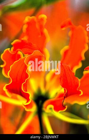 Gloire lily / (Gloriosa superba) Banque D'Images