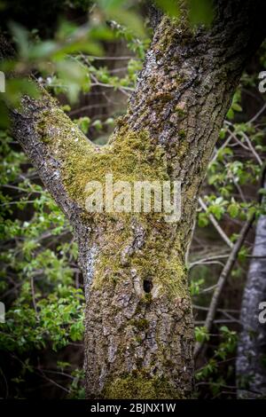 Arbre dans la forêt, avec de la mousse et une cavité de pic Banque D'Images
