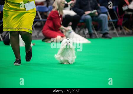 CRUFTS: Les chiens maltais dans les anneaux de race le 5 mars 2020, le jour des jouets et des services publics Banque D'Images