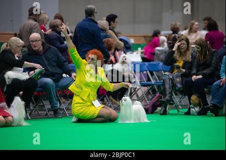 CRUFTS: Les chiens maltais dans les anneaux de race le 5 mars 2020, le jour des jouets et des services publics Banque D'Images