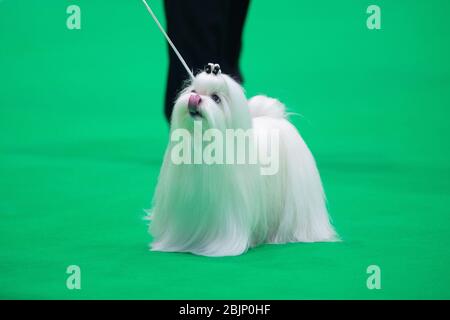 CRUFTS: Les chiens maltais dans les anneaux de race le 5 mars 2020, le jour des jouets et des services publics Banque D'Images