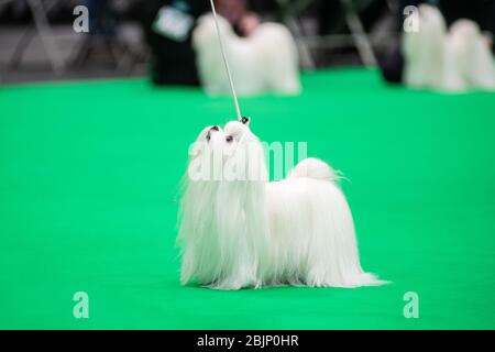 CRUFTS: Les chiens maltais dans les anneaux de race le 5 mars 2020, le jour des jouets et des services publics Banque D'Images