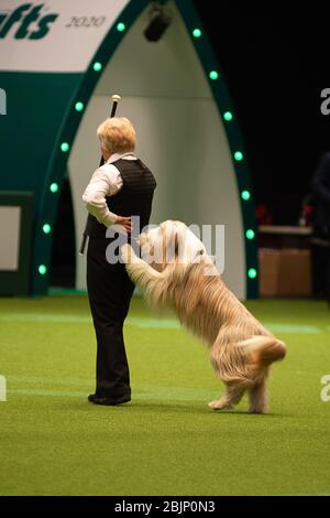 CRUFTS: Heelwork to Music Competition le 5 mars 2020 Banque D'Images