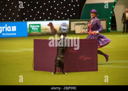 CRUFTS: Heelwork to Music Competition le 5 mars 2020 Banque D'Images