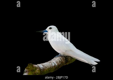 Stern blanc, Gygis alba, un petit oiseau de mer trouvé à travers les océans tropicaux du monde, connu sous le nom de la fée, de la sterne ange et de la noddy blanc en anglais Banque D'Images
