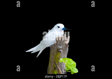 Stern blanc, Gygis alba, un petit oiseau de mer trouvé à travers les océans tropicaux du monde, connu sous le nom de la fée, de la sterne ange et de la noddy blanc en anglais Banque D'Images