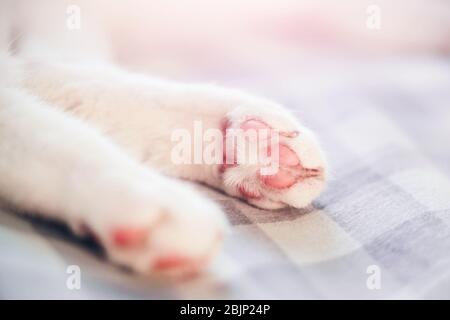 Les jambes blanches de Hind d'un chat, endormi rapidement, allongé sur un lit doux avec une feuille à damier, dans la lumière du matin. Banque D'Images