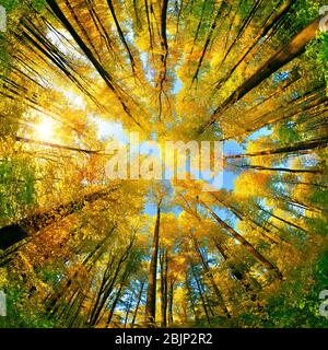 Grand angle extrême tourné vers le haut dans une forêt, vue magnifique sur la voûte colorée avec des couleurs de feuillage d'automne et le ciel bleu, format carré Banque D'Images