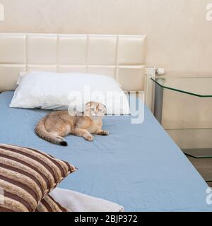 Le lit simple est recouvert d'une feuille bleue. Sur le lit se trouve un oreiller blanc doux et un chat beige mignon. Banque D'Images