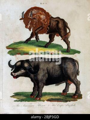 BOS. American Bison (Bison bison) et Cape buffle (Synercus caffer) gravure en cuivre avec coloration à la main de l'Encyclopédie Londinensis, or, Dictionnaire universel des arts, des sciences et de la littérature [plaques diverses] de Wilkes, John Date de publication 1796-1829 Banque D'Images