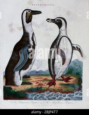 Aptenodytes le pingouin patagonien le pingouin Magallanic (Spheniscus magellanicus) gravure en cuivre avec coloration à la main de l'Encyclopédie Londinensis, ou, Dictionnaire universel des arts, des sciences et de la littérature [plaques diverses] de Wilkes, John Date de publication 1796-1829 Banque D'Images