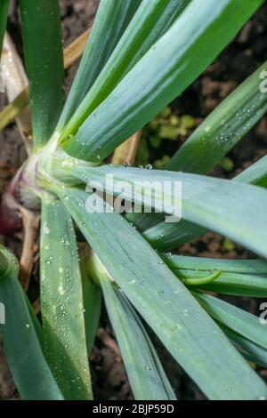 oignon dans le jardin gros plan. plumes d'oignon Banque D'Images