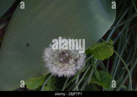 pissenlit Banque D'Images