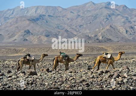 Caravane dromadaire des nomades Afar se déplaçant à travers un désert en pierre dans la dépression de Danakil, région Afar, Ethiopie Banque D'Images