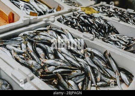 Istanbul Turquie poisson fraîchement pêché sur le comptoir Banque D'Images