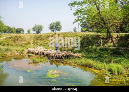 Un berger avec un troupeau de moutons près de Lumbini, au Népal Banque D'Images