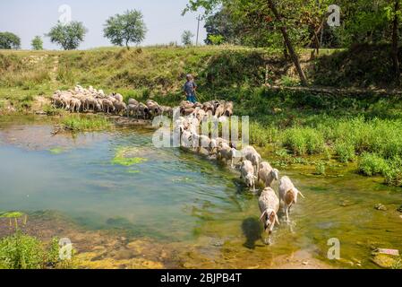 Un berger avec un troupeau de moutons près de Lumbini, au Népal Banque D'Images