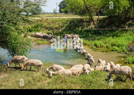 Un berger avec un troupeau de moutons près de Lumbini, au Népal Banque D'Images