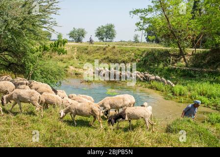 Un berger avec un troupeau de moutons près de Lumbini, au Népal Banque D'Images