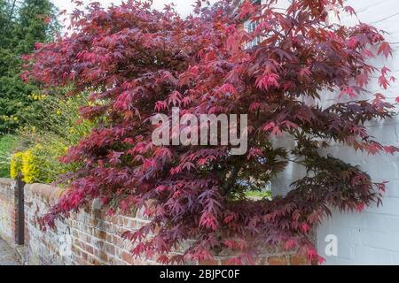 Un Acer Bush coloré qui grandit dans un jardin de Norfolk, au Royaume-Uni Banque D'Images