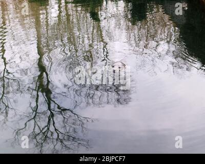 Tête de baignade étanchéité sans oreilles sur une belle eau de couleur argent avec des reflets. Banque D'Images