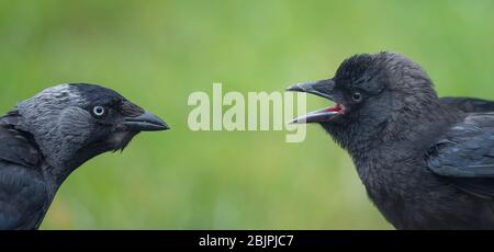 Les oiseaux sauvages du Royaume-Uni (Corvus monedula) se font face. Bébé jackdaw avec bec ouvert attendant d'être nourri par l'oiseau parent. Corbeaux et corvidés britanniques. Banque D'Images