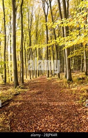 Forêt de hêtre d'automne tige droite orange et rouge Banque D'Images