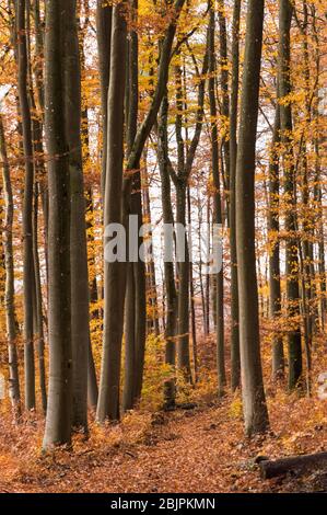 Forêt de hêtre d'automne tige droite orange et rouge Banque D'Images