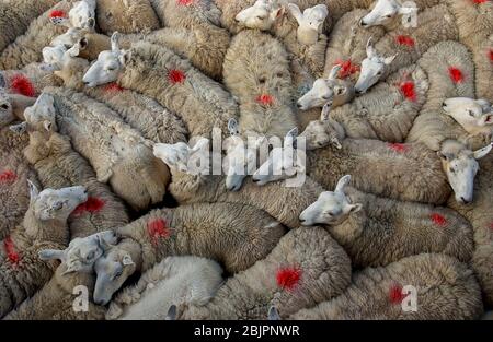 Les moutons se sont rassemblés dans un stylo attendant d'être cisaillé, île d'Eigg, Inner Hebrides, Ecosse. Banque D'Images