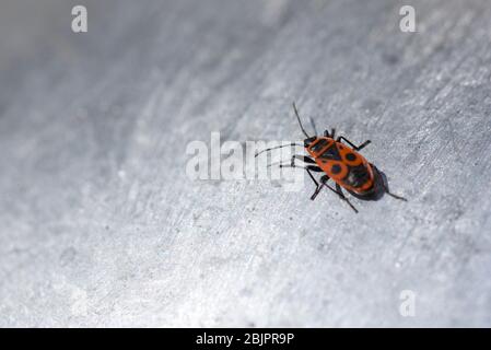 Bug rouge méditerranéen (Scantius aegyptius) : individu isolé sur la surface galvanisée d'une lumière extérieure Banque D'Images