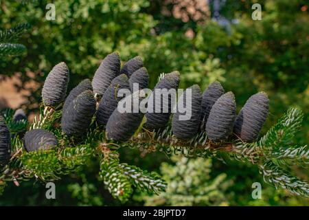 Abies lasiocarpa, cônes de sapin subalpin, vue rapprochée Banque D'Images