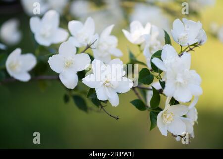 Magnifique branche de jasmin fleuri avec fleurs blanches. Fond naturel avec fleurs de jasmin sur un buisson. Beauté des fleurs de jasmin.gros plan de jasmin Banque D'Images