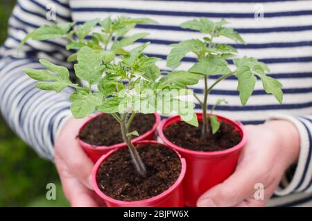 Solanum lycopersicum 'Alicante'. Plantes de tomates cultivées à la maison dans des pots en plastique réutilisés prêts pour la transplantation dans une plus grande casserole ou un sac de croissance. ROYAUME-UNI Banque D'Images