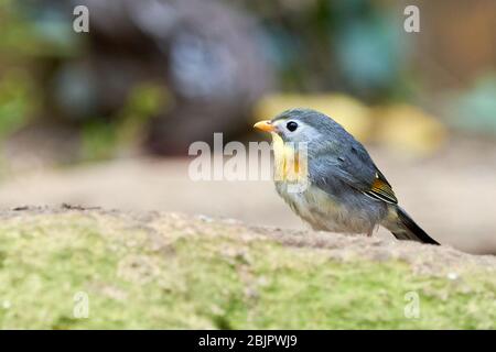 Proximité d'oiseaux leiothrix à bec rouge (Leiothrix lutea) Banque D'Images