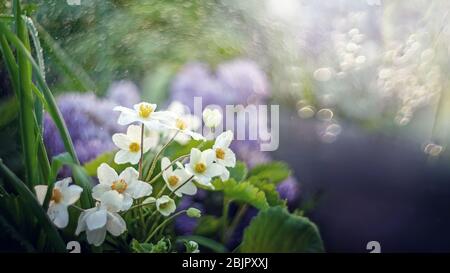 L'anémone japonaise unique ou l'anémone hupehensis ou l'anémone chinoise thimble est une plante à fleurs hybrides avec une fleur ouverte contenant des sépales blancs. Banque D'Images