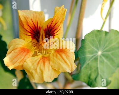 Tête de fleur de nastrutium jaune au printemps Banque D'Images