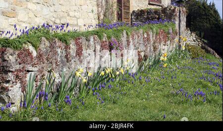 Plantation de printemps sur le mur du jardin à Oxford Banque D'Images