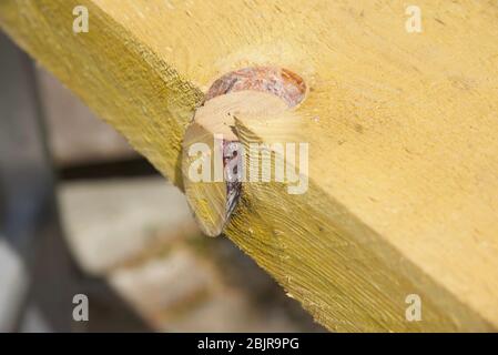 Nœud de bois : nœud de bois déplacé sur le bord d'une longueur de bois de construction de bois de sciage rugueux Banque D'Images