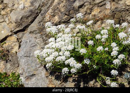 Iberis sempervirens pousse sur le jardin de rocaille, plante poussant dans la roche, plantes alpines pierre de rocaille Banque D'Images