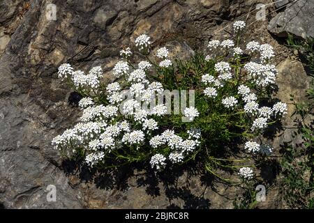 Iberis sempervirens rockery jardin, plante poussant dans la roche Banque D'Images