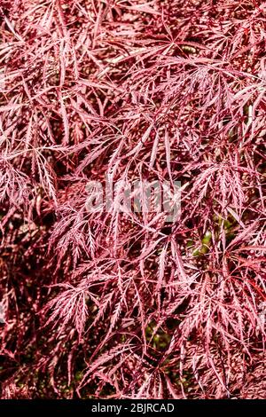 Érable japonais Acer palmatum 'dissectum Nigrum' printemps feuilles fraîches Banque D'Images