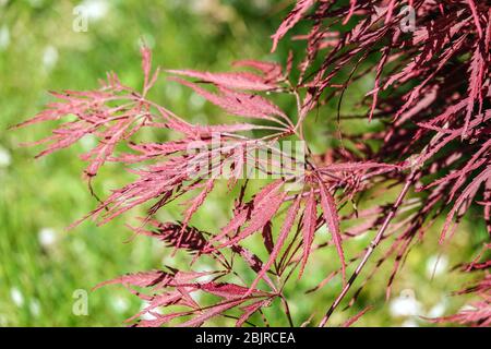 Feuilles de printemps Acer palmatum 'dissectum Nigrum' de l'érable japonais Banque D'Images