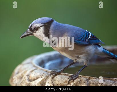 Gros plan d'un oiseau bleu coloré jay perché sur un bain d'oiseau avec fond vert foncé. Banque D'Images