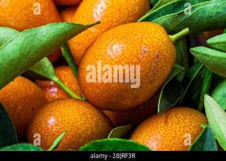 Le feuillage de Malayan kumquat fortunella et le fond macro de fruits. Banque D'Images