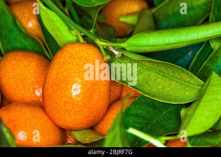 Le feuillage de Malayan kumquat fortunella et le fond macro de fruits. Banque D'Images